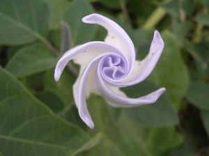 243491958_60a0062eb9_trekr